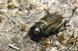 Veldkrekel (Gryllus campestris) 