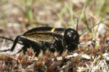 Veldkrekel (Gryllus campestris) 