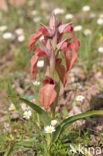 Vergeten Tongorchis (Serapias neglecta)