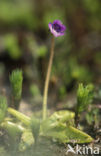 Common Butterwort (Pinguicula vulgaris)