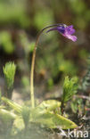 Common Butterwort (Pinguicula vulgaris)