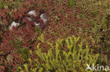 Stonecrop (Sedum spec.)