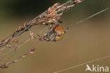 Viervlekwielwebspin (Araneus quadratus)