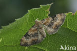 Vingerhoedskruiddwergspanner (Eupithecia pulchellata)
