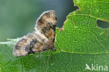 Foxglove Pug (Eupithecia pulchellata)