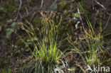 Fingered Sedge (Carex digitata)