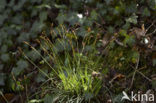 Fingered Sedge (Carex digitata)