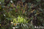 Vingerzegge (Carex digitata) 