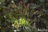 Fingered Sedge (Carex digitata)