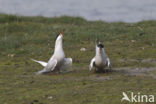 Common Tern (Sterna hirundo)