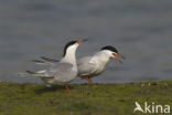 Common Tern (Sterna hirundo)