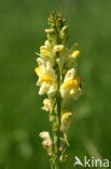 Vlasbekje (Linaria vulgaris)