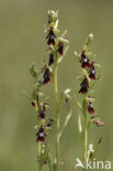 Vliegenorchis (Ophrys insectifera) 