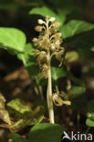 Bird’s-nest Orchid (Neottia nidus-avis)