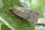 Lesser Yellow Underwing (Noctua comes)