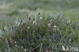 Spring-sedge (Carex caryophyllea)
