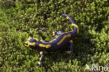 Vuursalamander (Salamandra salamandra) 