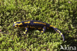 Fire Salamander (Salamandra salamandra)