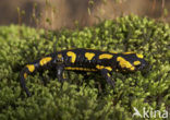 Vuursalamander (Salamandra salamandra) 