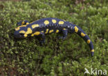 Vuursalamander (Salamandra salamandra) 