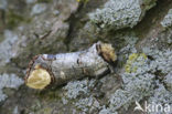 Wapendrager (Phalera bucephala)