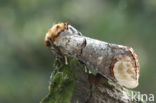 Wapendrager (Phalera bucephala)