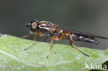 Wapenvlieg (Sargus bipunctatus)