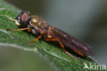 Wapenvlieg (Sargus bipunctatus)