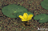 Watergentiaan (Nymphoides peltata)