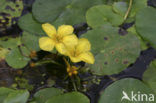 Watergentiaan (Nymphoides peltata)