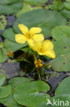 Watergentiaan (Nymphoides peltata)