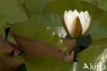 Waterlelie (Nymphaea spec.)