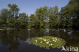 Waterlelie (Nymphaea spec.)