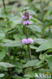 Watermunt (Mentha aquatica)