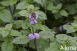 Watermint (Mentha aquatica)