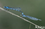 Watersnuffel (Enallagma cyathigerum)