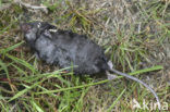 Waterspitsmuis (Neomys fodiens) 