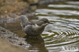 Waterspreeuw (Cinclus cinclus)