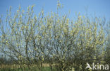 Waterwilg (Salix caprea)