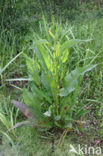 Waterzuring (Rumex hydrolapathum)