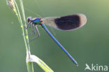 Weidebeekjuffer (Calopteryx splendens)