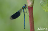 Weidebeekjuffer (Calopteryx splendens)