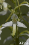 Welriekende nachtorchis (Platanthera bifolia) 