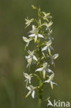 Welriekende nachtorchis (Platanthera bifolia) 