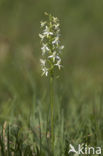 Welriekende nachtorchis (Platanthera bifolia) 