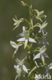 Welriekende nachtorchis (Platanthera bifolia) 