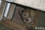 House Mouse (Mus domesticus)
