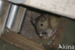 Westelijke huismuis (Mus domesticus)