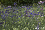 Wilde akelei (Aquilegia vulgaris)