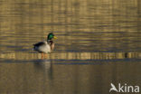 Wilde Eend (Anas platyrhynchos)